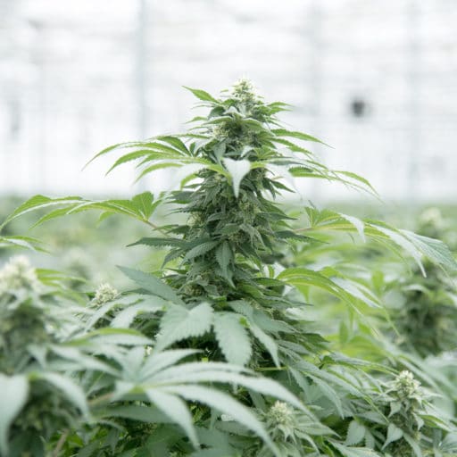 Applications • Bloom Automation